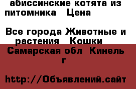 абиссинские котята из питомника › Цена ­ 15 000 - Все города Животные и растения » Кошки   . Самарская обл.,Кинель г.